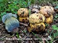 Imperator rhodopurpureus f.xanthopurpureus-amf356-1